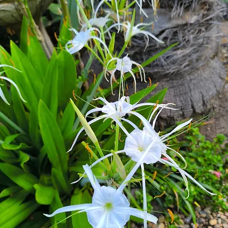 Casa Flora Garden 公寓 绍萨尔