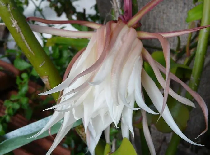 Casa Flora Garden *