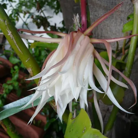 Casa Flora Garden *