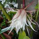 Casa Flora Garden *