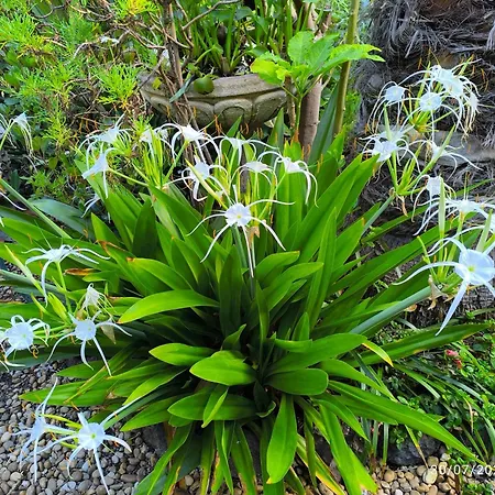 Casa Flora Garden *